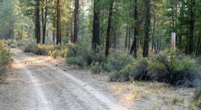 Pristine Forest land - Heavily treed - Park like settings - 2 adjoining parcels  - 40 total acres