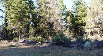 Adjoins Forest Service lands  3 treed lots * 2 together & 1 lot separted by a lot. Buy 1 or 2