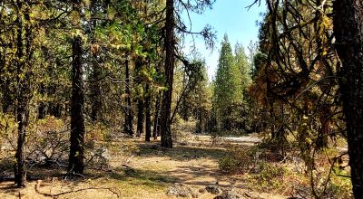 Spacious Treed Parcel - Southerly facing - 5+ acres
