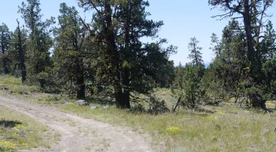 Heavily Treed * Huge Views To The West