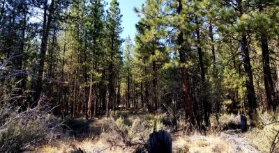 Privacy  *Trees * Southern Oregon Ferguson Mountain * OWF