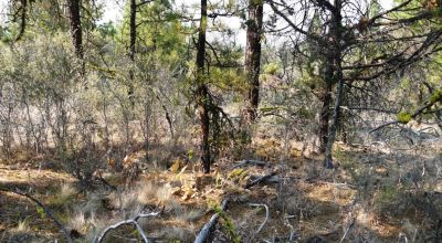2 Adjoining Treed Lots - Privacy - Trees