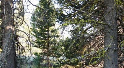 Remote - Island of Trees and Wet Weather Creek