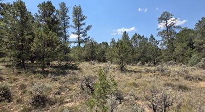 New Mexico Forested Mountain land - Borders Santa Fe National Forest & BLM Lands