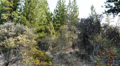 2 Adjoining Treed Lots - Privacy - Trees