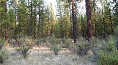 Pristine Forest land - Heavily treed - Park like settings - 2 adjoining parcels  - 40 total acres