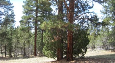 3 adjoining treed lots on cul de sac *