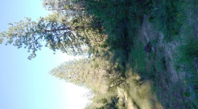 Adjoins Forest Service lands  3 treed lots * 2 together & 1 lot separted by a lot. Buy 1 or 2