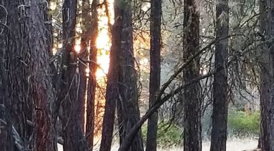 Forested Lot  Camp * RV * Build