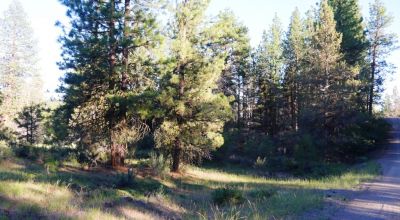 Adjoins Forest Service lands  3 treed lots * 2 together & 1 lot separted by a lot. Buy 1 or 2