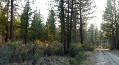 Pristine Forest land - Heavily treed - Park like settings - 2 adjoining parcels  - 40 total acres