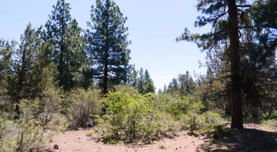 3 adjoining Residential Lots * buy 1 or all 3 * Trees * mobiles allowed