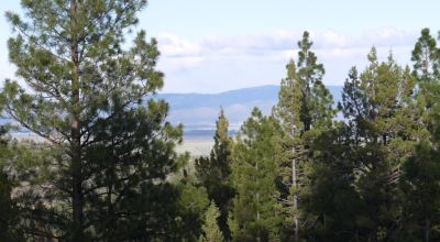 Southern Oregon Forested 10 acres - Trees - Views