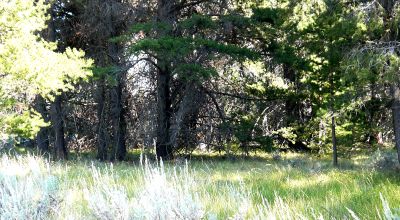 Remote - Island of Trees and Wet Weather Creek