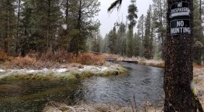 Pristine forest land with Crescent Creek - Trees - Meadows
