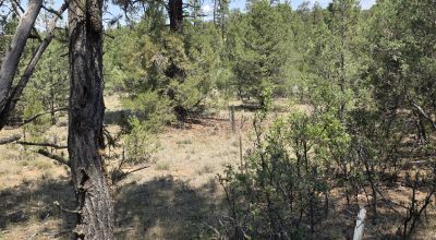 New Mexico Forested Mountain land - Borders Santa Fe National Forest & BLM Lands