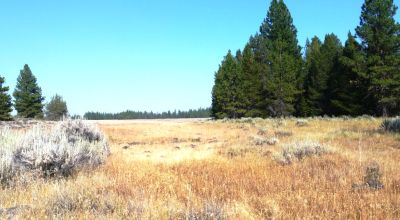 Remote - Island of Trees and Wet Weather Creek