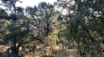 1.17 Acres in the Gated Zapata Community
