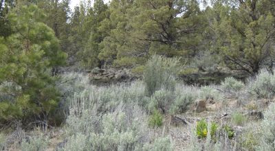 Trees - Views - Klamath Oregon land