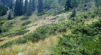 Scenic Pristine Colorado Mountain land - Henson Creek flows thru property