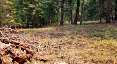 Heavily Forested property with incomplete steel pole metal roof shed/barn