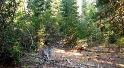 3 adjoining Lots - Trees Trees Trees - Quiet and Seclusion