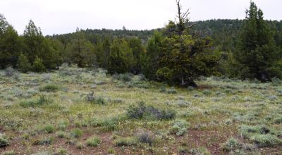 20 acres Oregon Forested Mountain land  near Lakeview & Drews Gap Summit