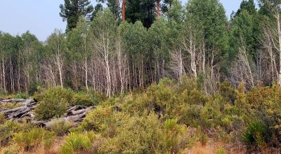 Private 481 acres - 3 sides Winema National Forest - Cooks Canyon - Pines Aspens Spruce Firs