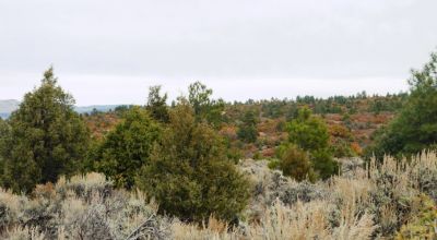 Tierra Amarilla Chama River Estates - 4 adj lots - 2.2 acres