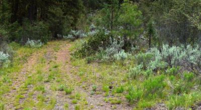 40 acre Forested parcel includes base of the hill and part of the hill - Views Trees