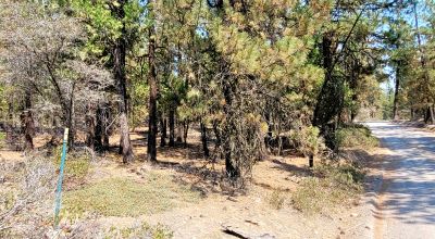 Spacious Treed Parcel - Southerly facing - 5+ acres