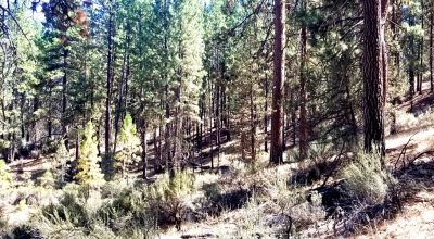 Bonanza Oregon land - 2 adjoining lots with Trees - Power at Road