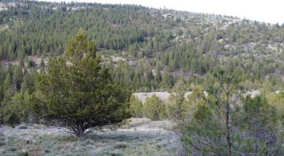40 acre Forested parcel includes base of the hill and part of the hill - Views Trees
