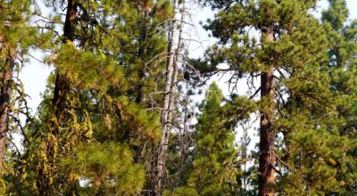 3 adjoining Lots - Trees Trees Trees - Quiet and Seclusion