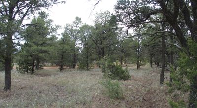 Secluded New Mexico  Land  Trees - Meadows - Roads - Peace & Quiet
