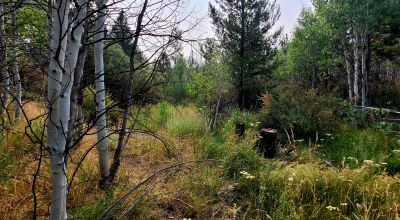 Private 481 acres - 3 sides Winema National Forest - Cooks Canyon - Pines Aspens Spruce Firs
