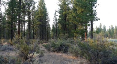 Pristine Forest land - Heavily treed - Park like settings - 2 adjoining parcels  - 40 total acres