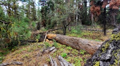 Near Bly Mountain Pass - Huge Trees, Huge Views - Residential Homesite in the trees