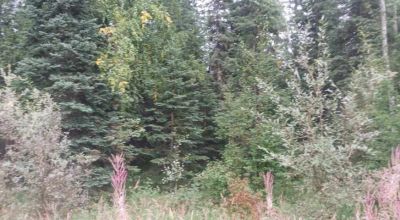 South of North Pole Alaska - Borders Hwy 2 aka Richardson Hwy