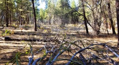 Privacy  *Trees * Southern Oregon Ferguson Mountain * OWF