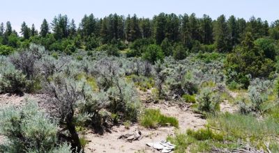 Two Adjacent Lots in Tierra Amarilla - Over One Acre - Wooded