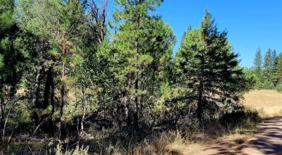 Trees - Meadows - Small Stream - Aspens