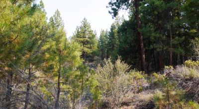 2 Adjoining Treed Lots - Privacy - Trees