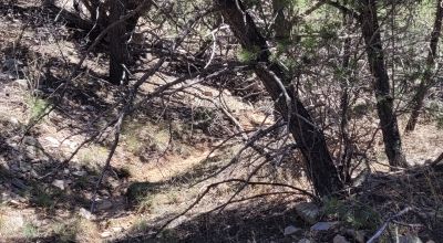 Santa Fe County New Mexico 5 acres in the Mountains - Seasonal Creeks
