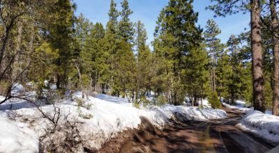 Lots of Trees - Large parcel near Bly Mountain Pass Oregon