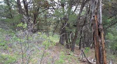 Timberon  small gully on back of property - Trees