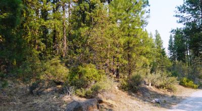 3 adjoining Lots - Trees Trees Trees - Quiet and Seclusion