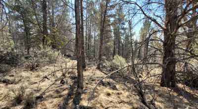 Southerly facing parcel above Sprague River Valley *  TREES