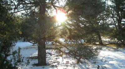 Candy Kitchen area New Mexico - Treed Parcel - Camp RV Build