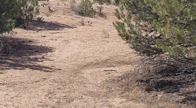 Surrounded by Santa Fe National Forest - Near Las Campanas and Golf Course - 8 Miles from Santa Fe